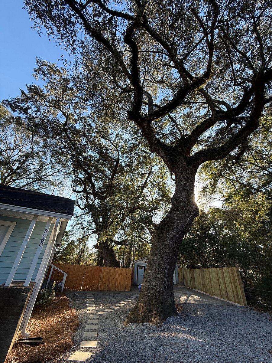 Tall Shady Trees