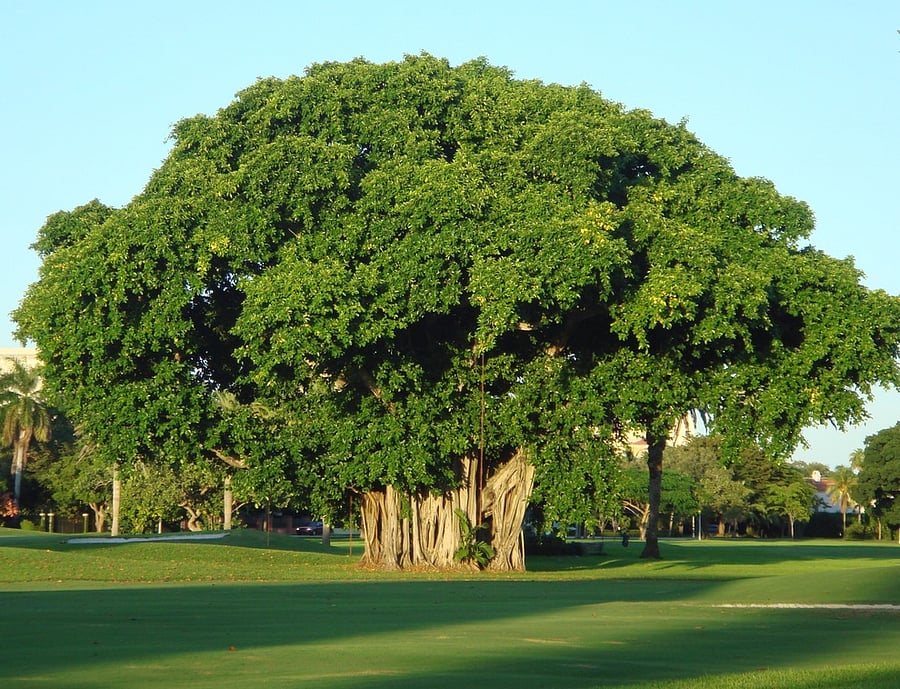 Granada gold course