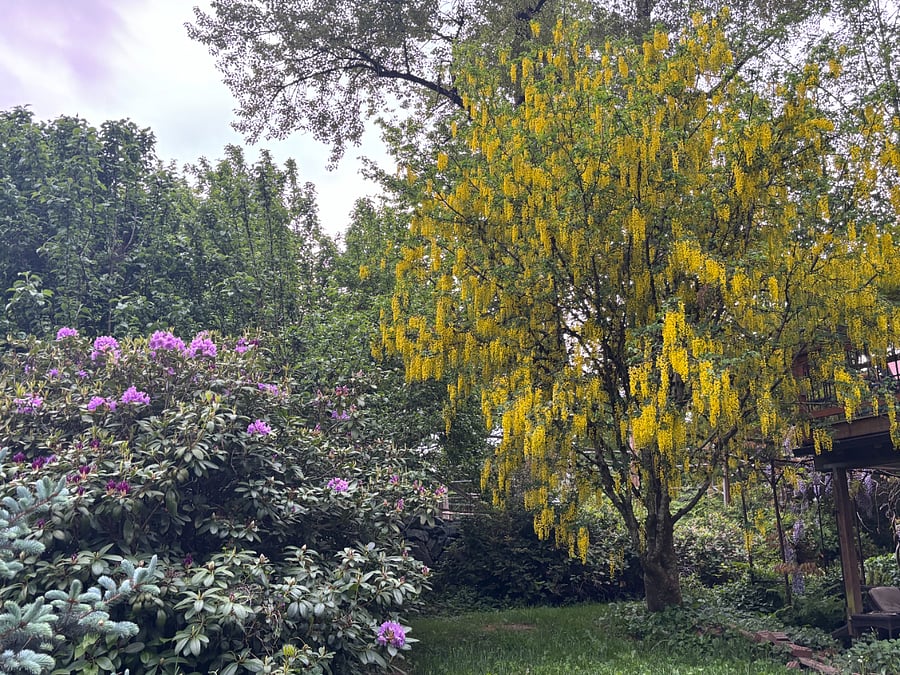 Golden chain tree next to deck