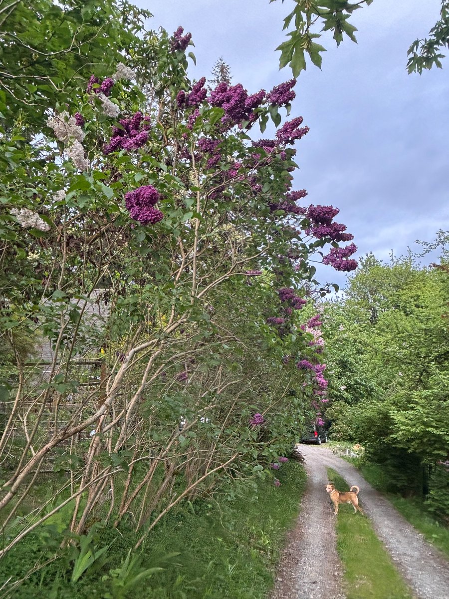 Lilacs line the drievway