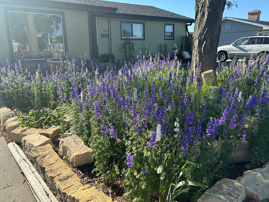 Front garden