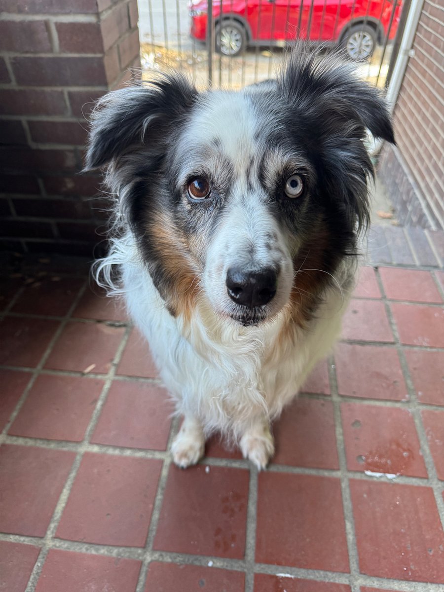 Walter- 9 yr old deaf Australian shepherd