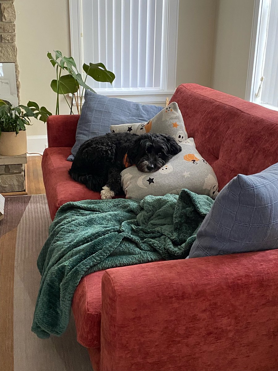 Julep- 9 yo miniature Aussiedoodle