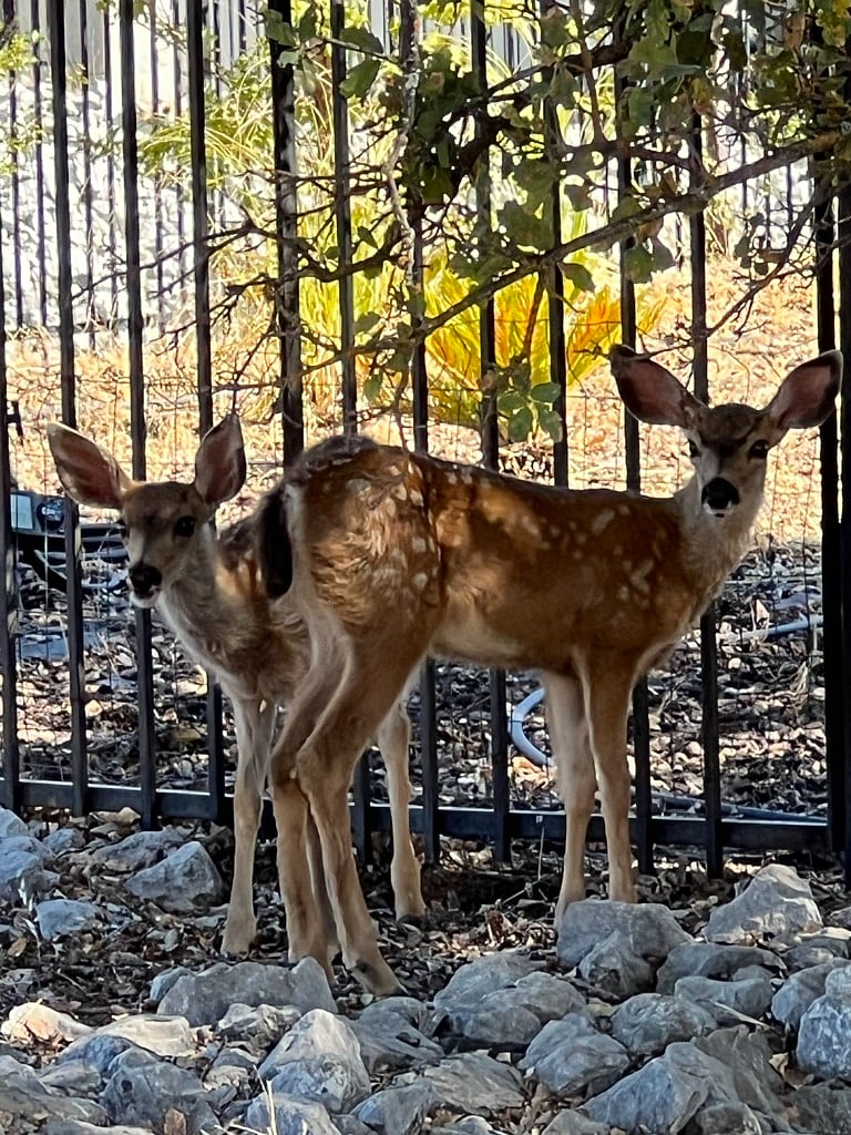 Deer on front of property