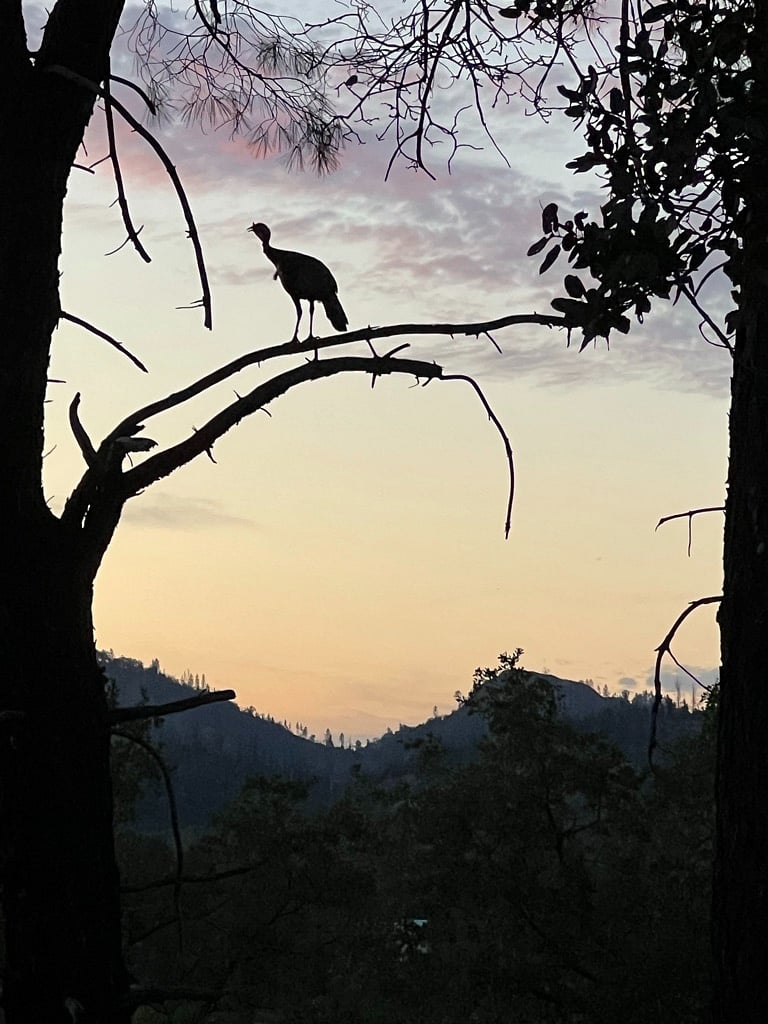 Turkey in tree at front of property at dusk