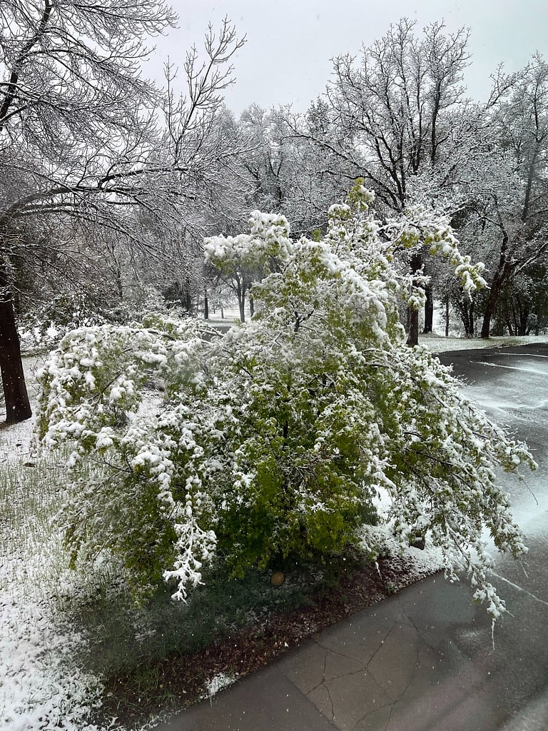 Rare snow at top of driveway, never sticks for long