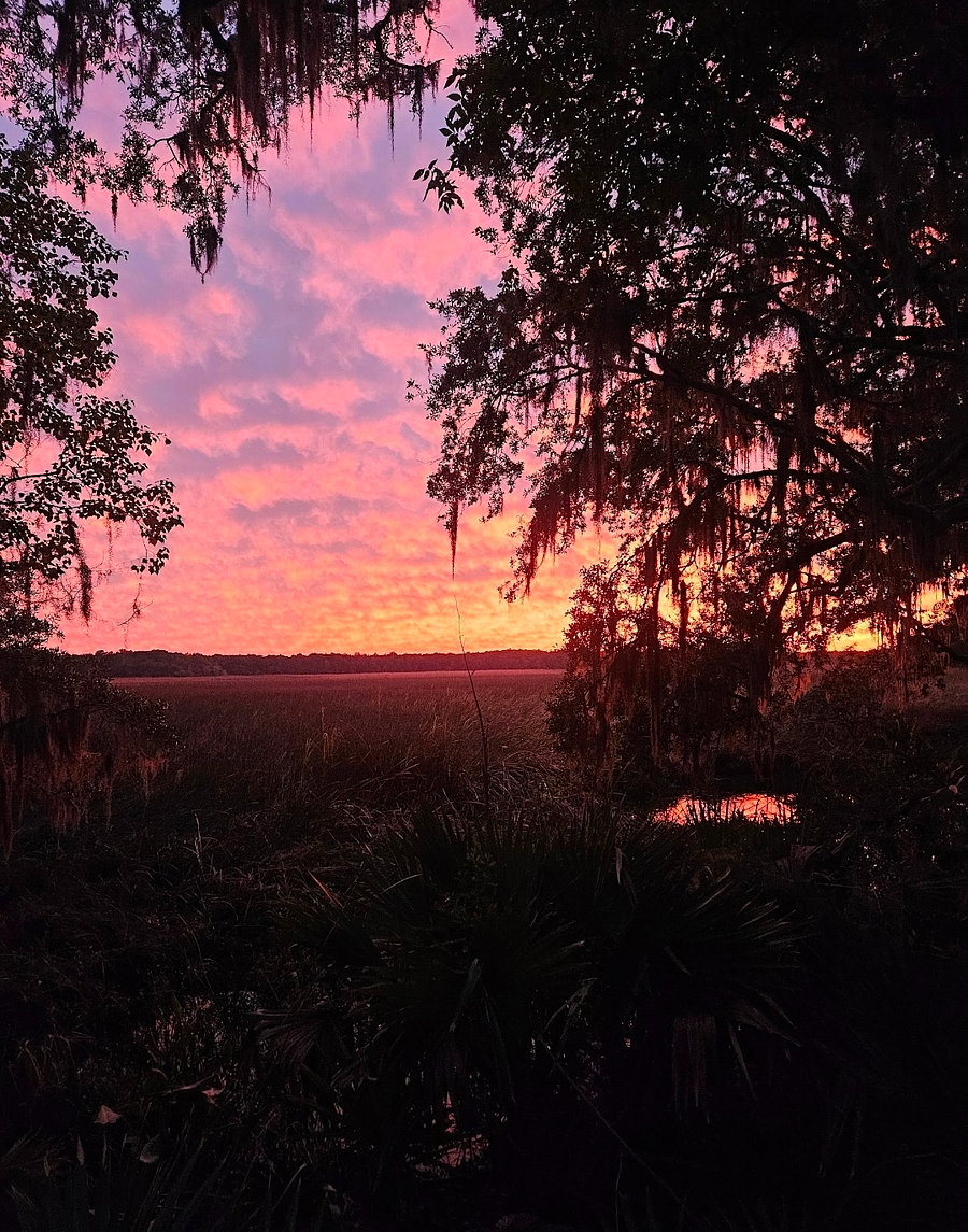 Step into the woods for an expansive view of the marsh. Sunsets are my favorite from here!