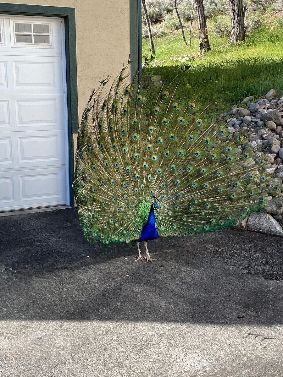 ...and Peacocks!!