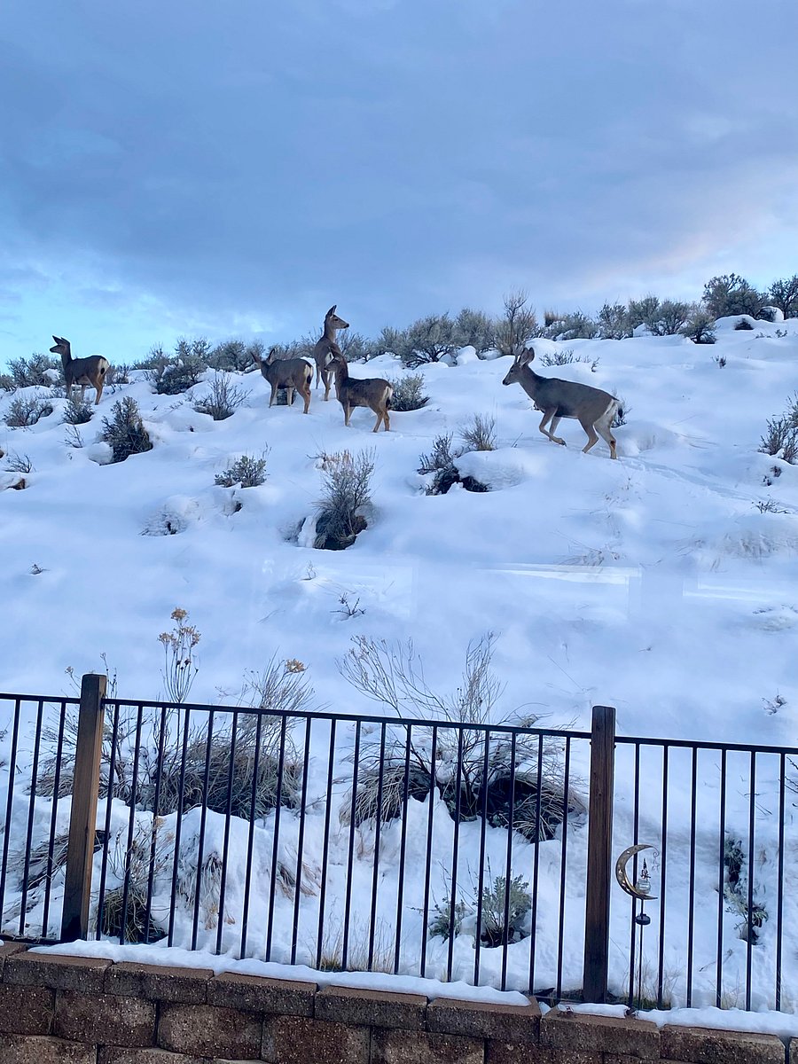 Not unusual to see deer around here.....