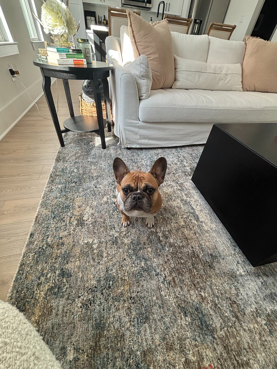 Brooklyn, my 3 y/o French Bulldog lives here. She's very friendly and loves people. Will keep her contained in her kennel based on your comfort level.