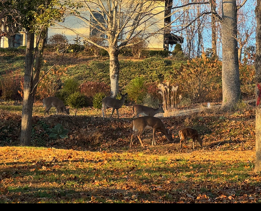 Wildlife galore..