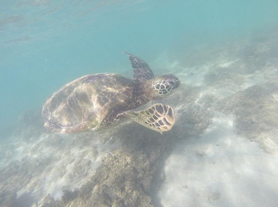 It is pretty common to swim and snorkel with the turtles.  Just make sure to keep your distance as they are endangered and protected.