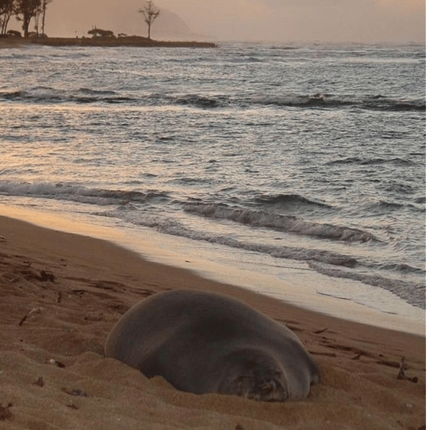 It doesn't happen very often but occasionally we will be blessed by a monk seal taking a nap on the beach.  They are also endangered and protected so keep your distance and shhhhhh don't wake them up.  They need their beauty sleep.  ;-)