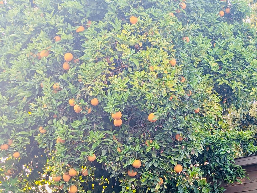 access to some of the best oranges when in season