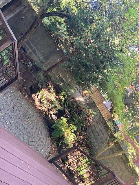 Back patio with lush greenery
