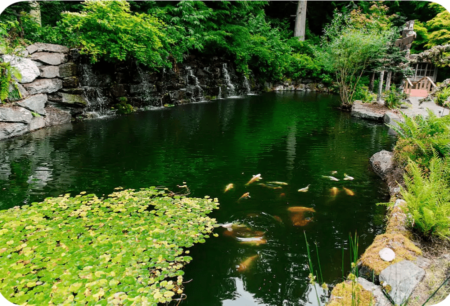 Upper pond with 8 waterfalls