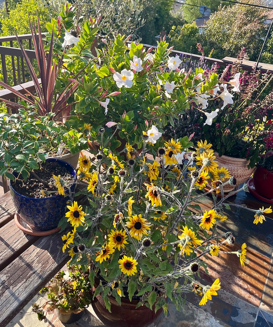 Flowers everywhere