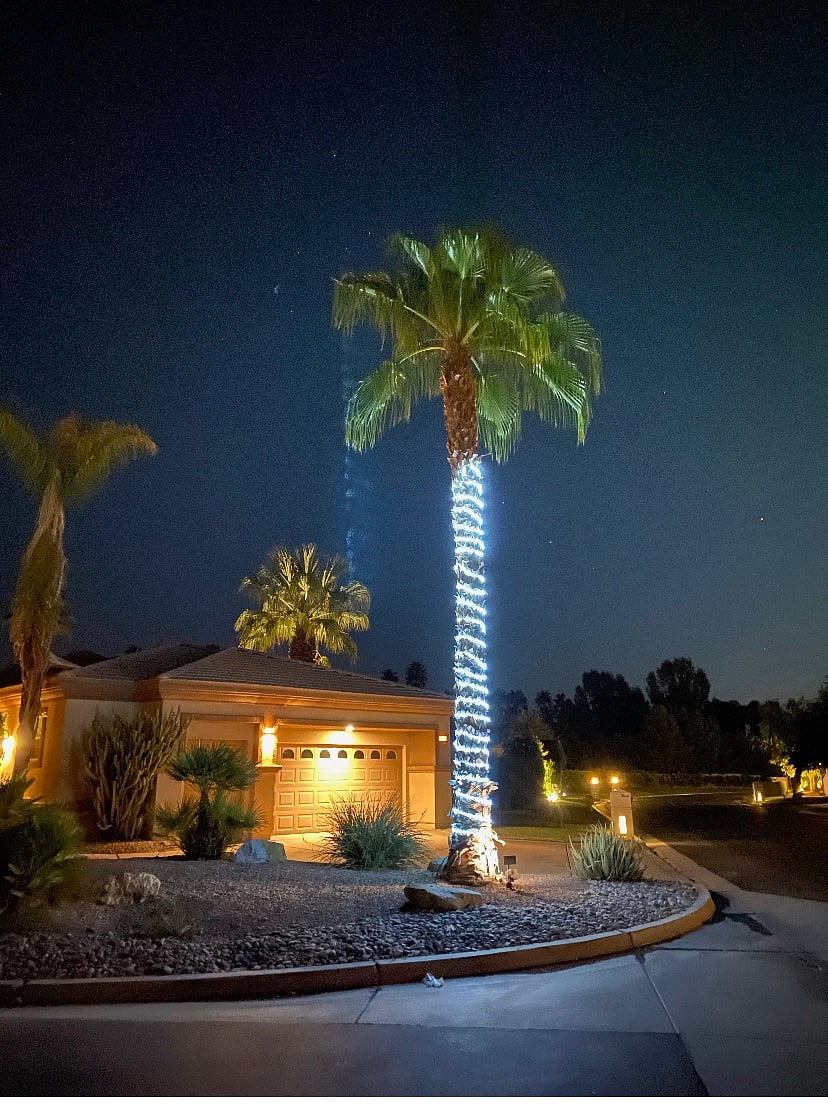 Palm tree