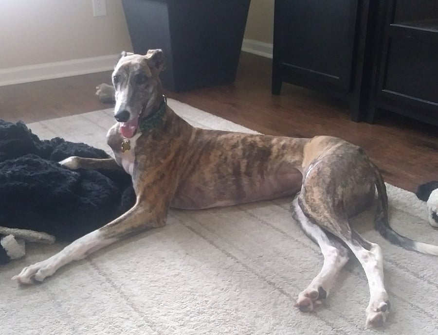 Meet Truly. She's a retired racer