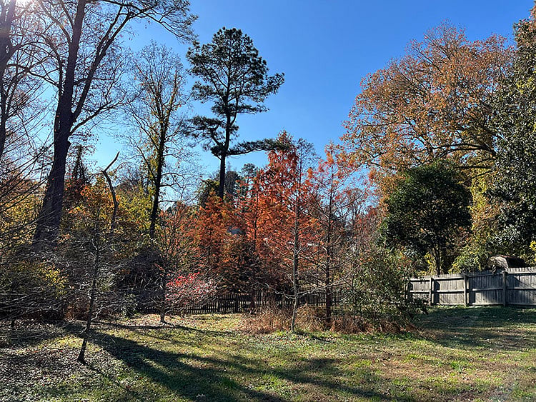 Large backyard with many native trees and plants