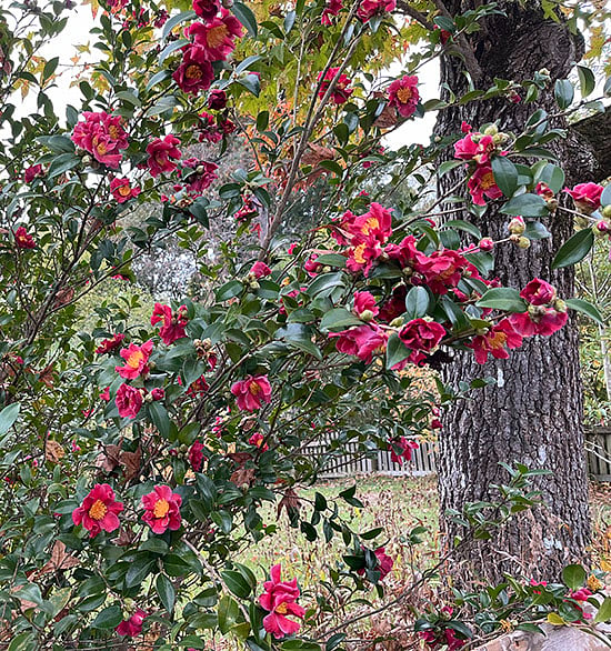 Front yard camellia