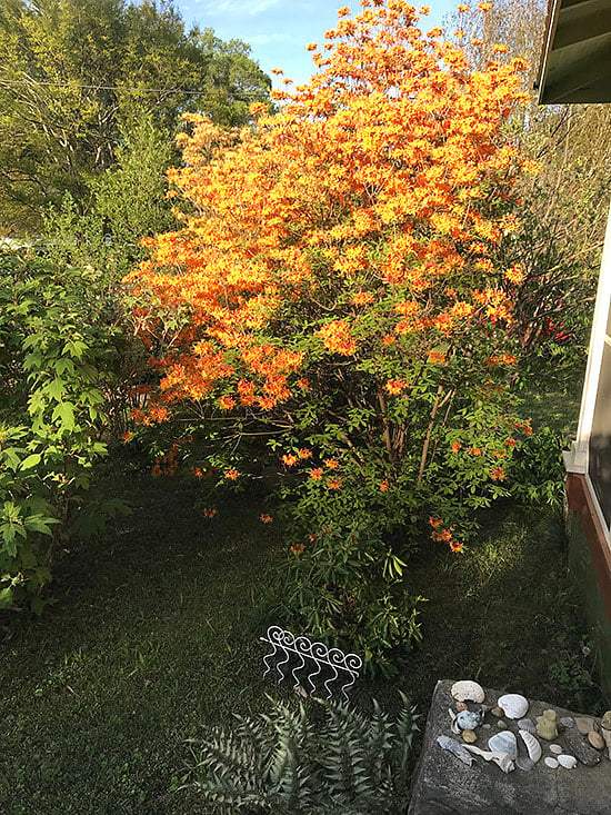 Front yard native azalea in spring time bloom