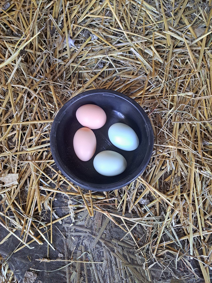 Our chickens are "Easter Eggers" & lay pink and blue eggs.