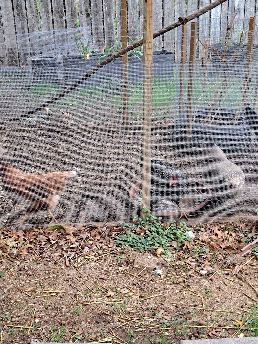 Our "Girls"