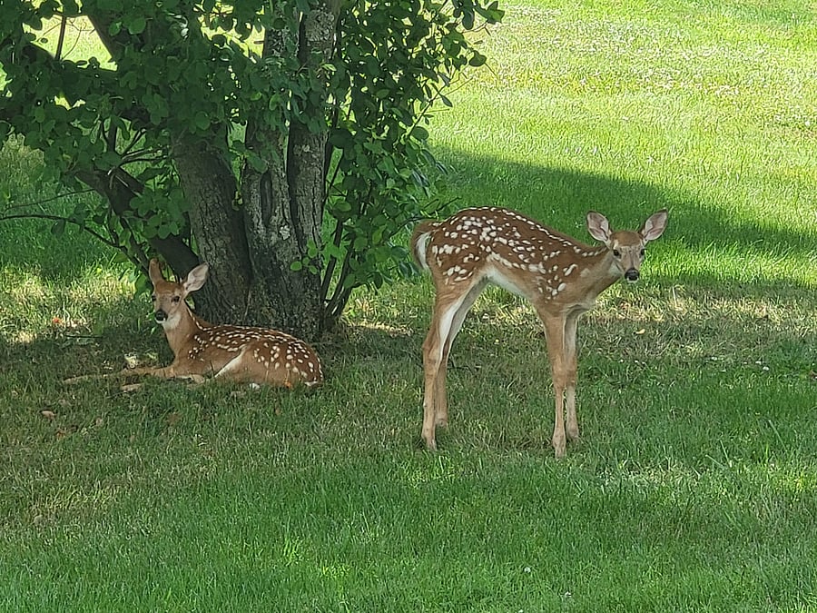 Backyard visitors