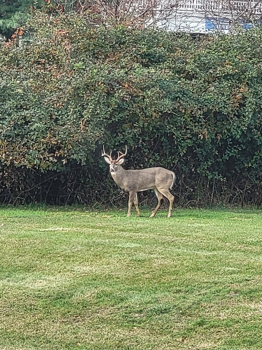Backyard visitor
