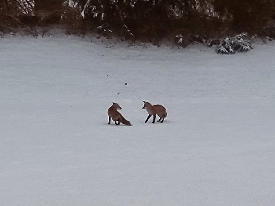 Backyard visitors