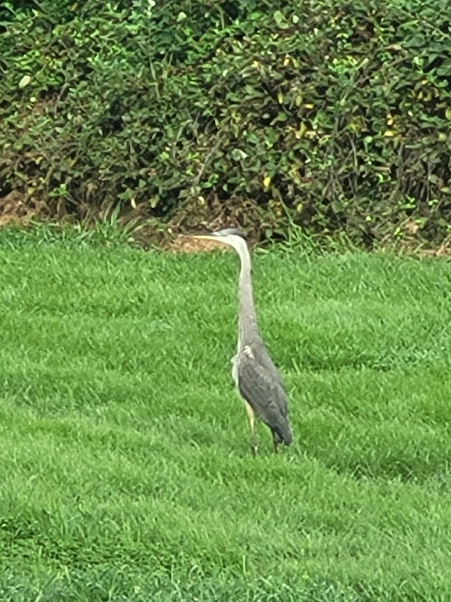 Backyard visitor