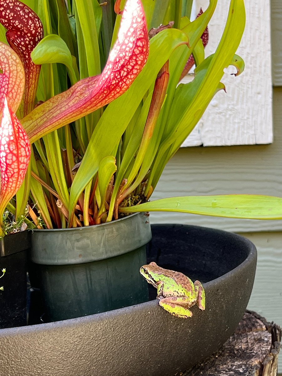 Resident tree frogs