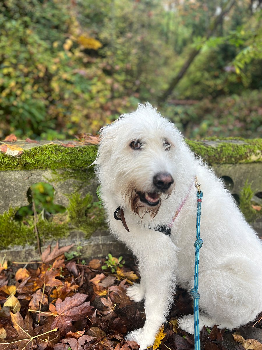 Agnes the Dog