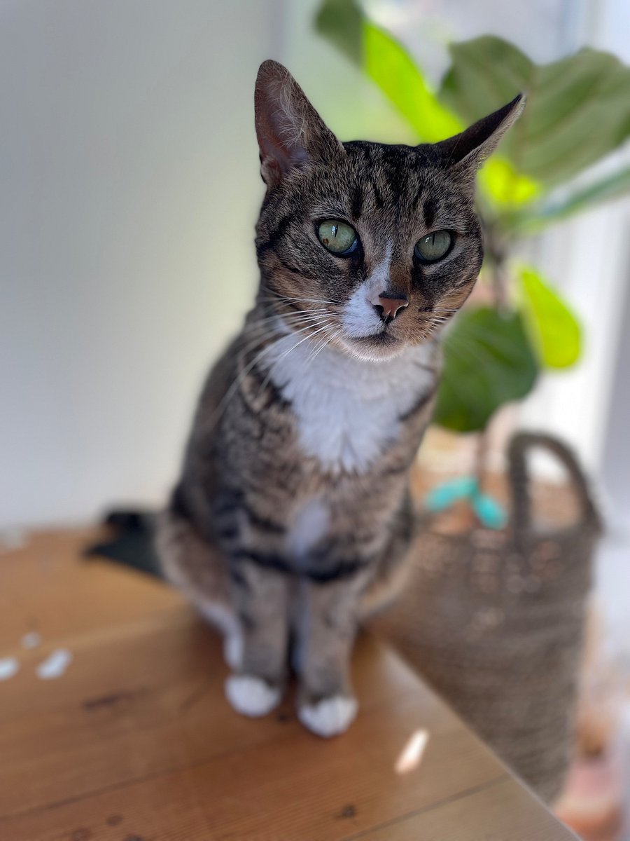 Playboi Catti LOVES to curl up on laps!