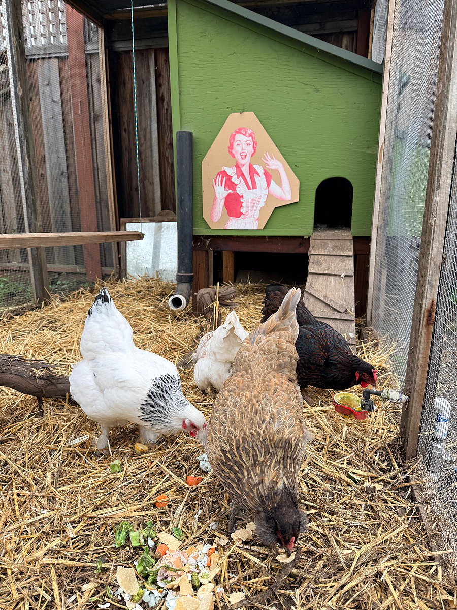 Free eggs from our sweet chickens!