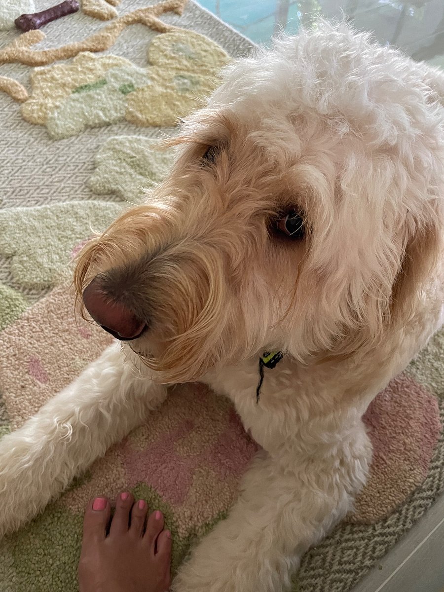Im Belgium an 80lb golden doodle who loves everyone and everything.  Im a good boy and I offer free pet therapy 