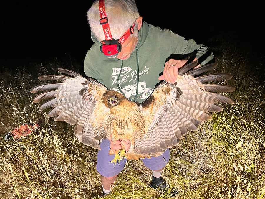 Red Tail Hawks are all over these hills