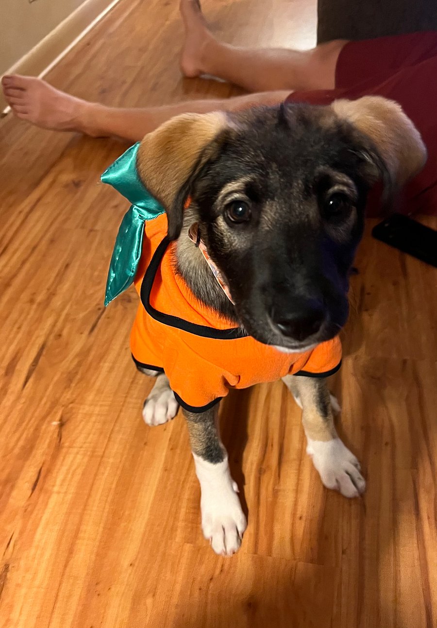Our pup Lucy