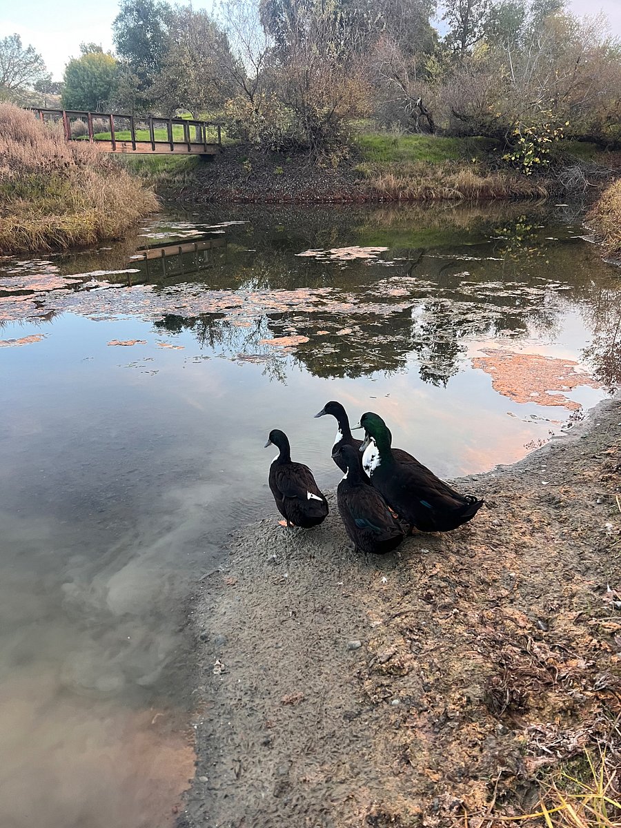 We have 5 ducks 