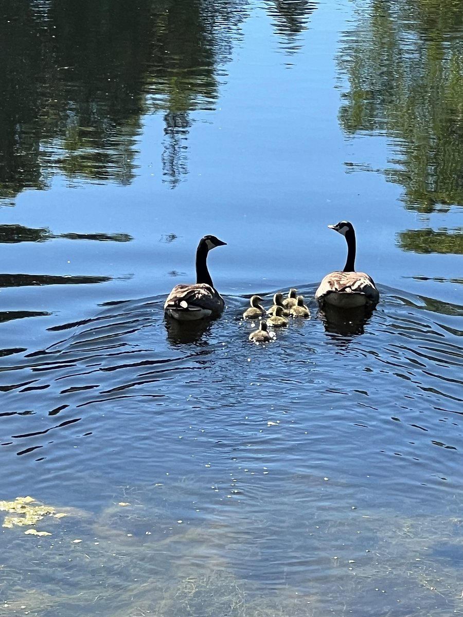 Canadian Geese Raise their chicks here.