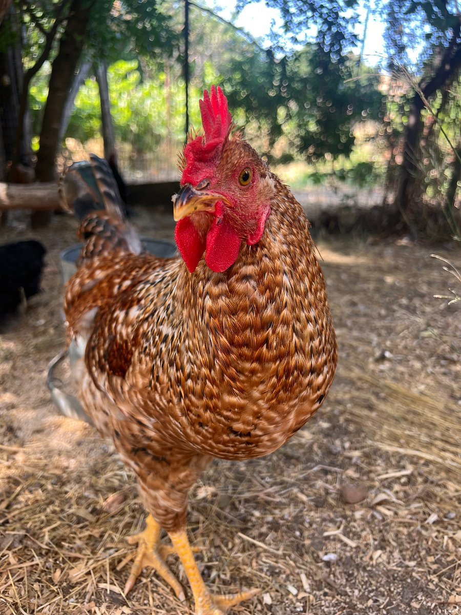 Fresh Farm Eggs Available