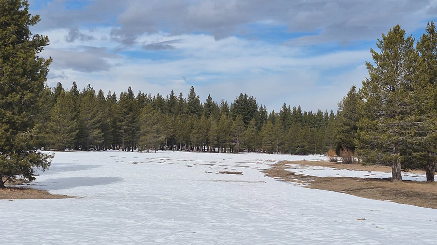 Meadow
