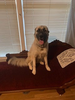 This is Lylah. She's a gigantic fluffy snuggle noodle with a very big bark. She's the head of ranch security.