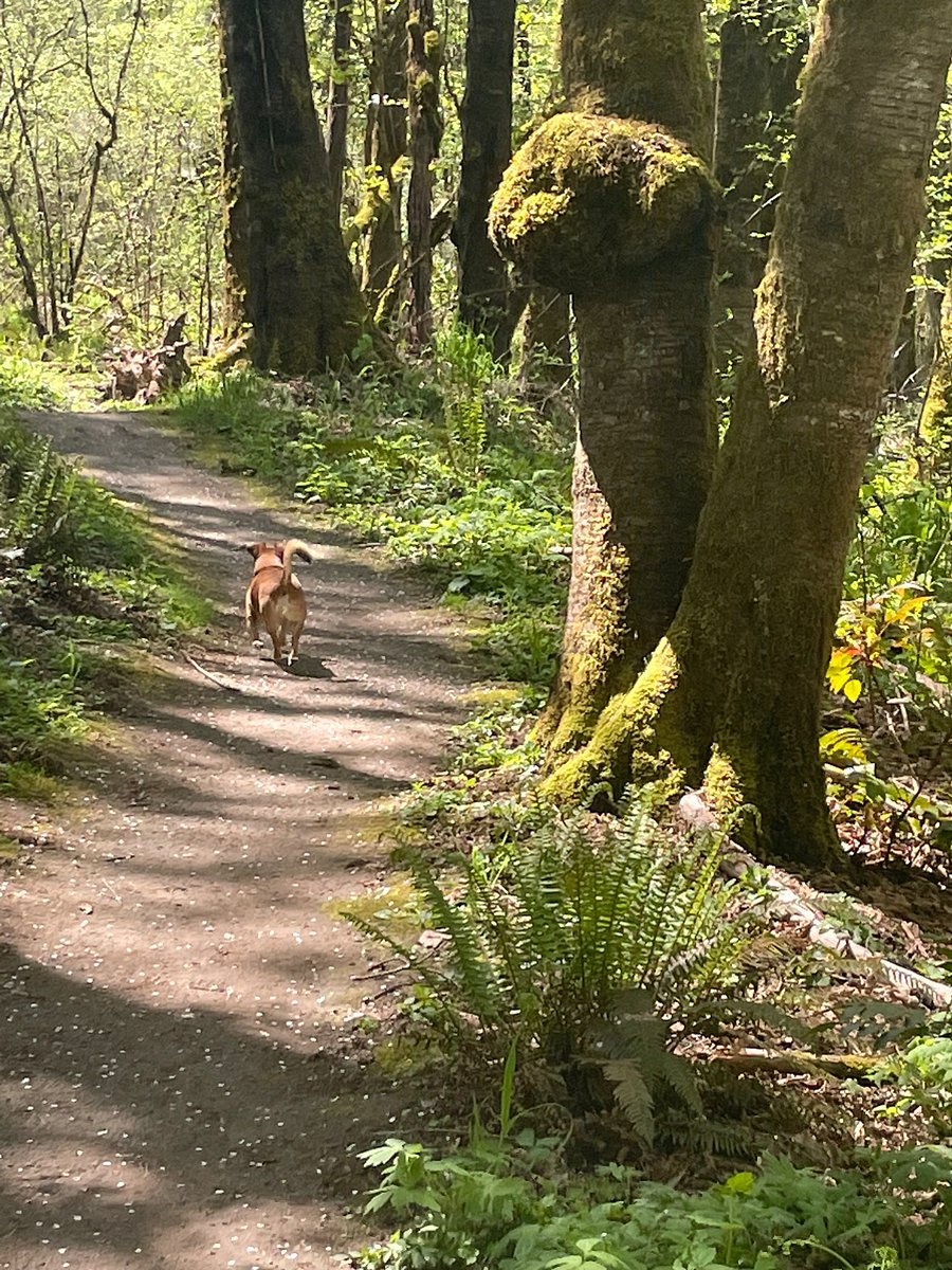 Springbrook Park trails 1/2 a block from the house.