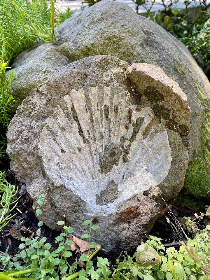A scallop shell fossil - representative of the Way of St. James  El Camino de Santiago - the namesake for our Boise home