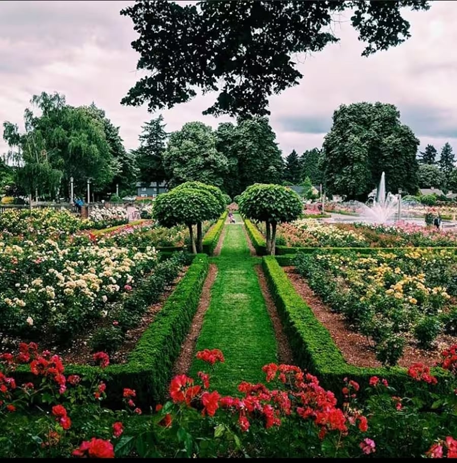 Park in summer