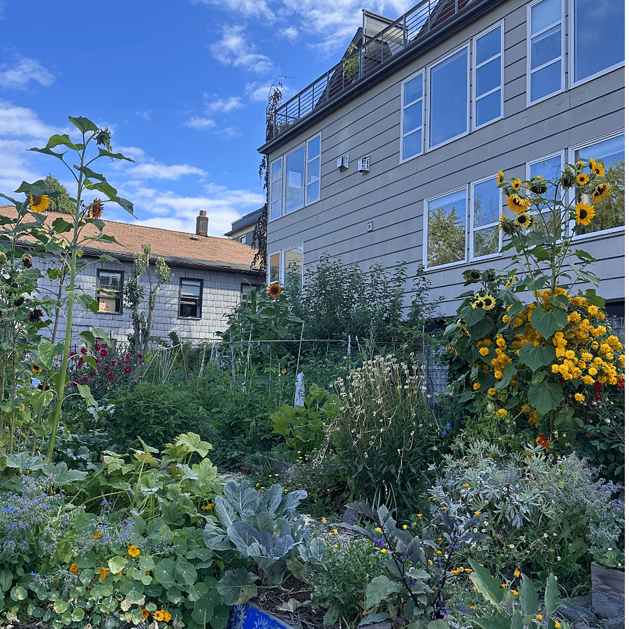 View of townhomes from P-Patch community garden