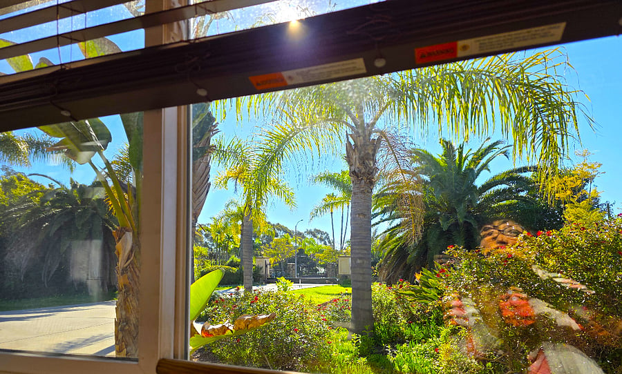 garden view from window 