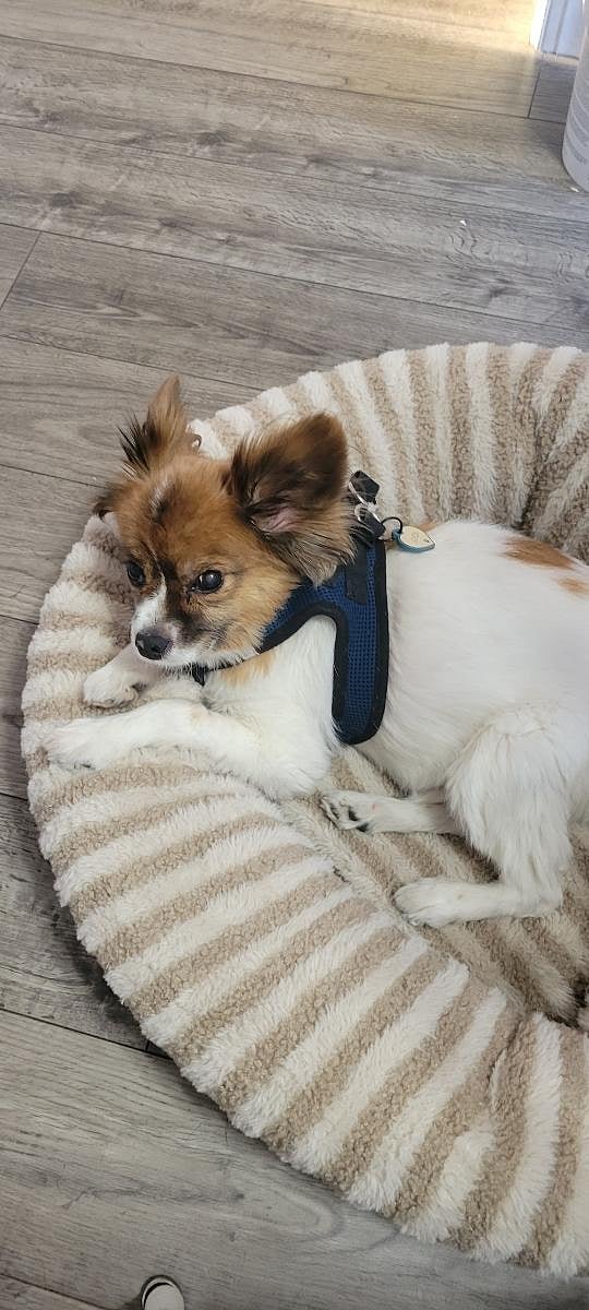 Jackson, my amazing papillon and the best companion.